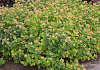hypericum inodorum orange gem kolmbeau 50