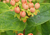 hypericum inodorum orange gem kolmbeau 52
