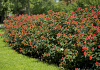 hypericum red gem rhs65587