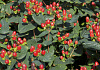 hypericum red gem rhs65588