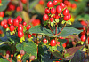 hypericum inodorum red gem kolmaref 04