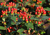 hypericum inodorum red gem kolmaref 08