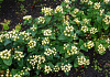 hypericum inodorum 1315 02 03