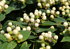 hypericum inodorum white gem kolmawhige 05