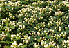 hypericum inodorum white gem kolmawhige 10