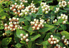 hypericum inodorum white gem kolmawhige 13
