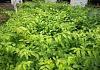 kerria japonica isabella darbel 50