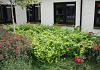 kerria japonica isabella darbel 51