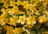 kerria japonica isabella darbel 54