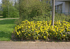 mahonia aquifolium hillary darthil 54