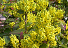 mahonia aquifolium hillary darthil 55