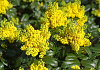 mahonia blackfoot bokrafoot 17