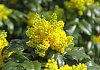mahonia blackfoot bokrafoot 18