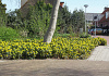 mahonia blackfoot bokrafoot 19