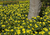 mahonia blackfoot bokrafoot 31