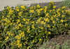 mahonia rotonde bokrarond 63996