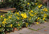 mahonia rotonde bokrarond 04