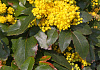mahonia rotonde bokrarond 07