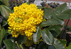 mahonia rotonde bokrarond 10