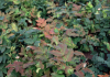 mahonia sioux bokrasio 11