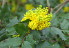 mahonia sioux bokrasio 24