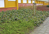 mahonia sioux bokrasio 26
