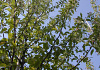 malus hupehensis arie mauritz 02(1)