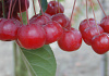 malus hupehensis arie mauritz 03