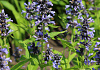 nepeta mr blue sky 1301 59 03
