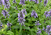 nepeta mr blue sky 1301 59 07
