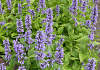 nepeta mr blue sky 1301 59 08a