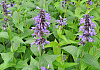 nepeta mr blue sky 1301 59 15