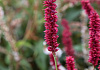 persicaria amplexicaulis bonfire bokrafire 09