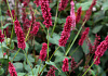 persicaria amplexicaulis bonfire bokrafire 10 klein