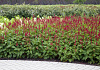 persicaria amplexicaulis bonfire bokrafire 12