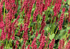 persicaria amplexicaulis bonfire bokrafire 21