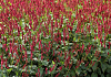 persicaria amplexicaulis bonfire bokrafire 23