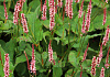 persicaria amplexicaulis confetti bocofetti 02