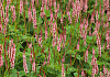 persicaria amplexicaulis confetti bocofetti 12