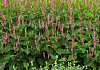 persicaria amplexicaulis confetti bocofetti 15