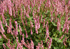 persicaria amplexicaulis confetti bocofetti 16 uitsnede