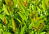 prunus laurocerasus athene 05