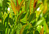 prunus laurocerasus athene 07
