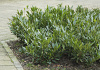 prunus laurocerasus athene 10