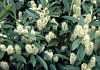 prunus laurocerasus athene 01