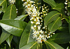 prunus laurocerasus green discovery bokraschalk 14