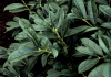 prunus laurocerasus mercurius bokramer 05 