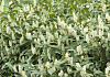 prunus laurocerasus mercurius bokramer 14