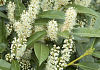 prunus laurocerasus mercurius bokramer 18