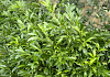 prunus laurocerasus ilona darzalo 02